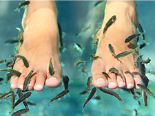 Fish pedicure