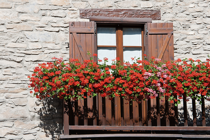 Kwiaty na balkon