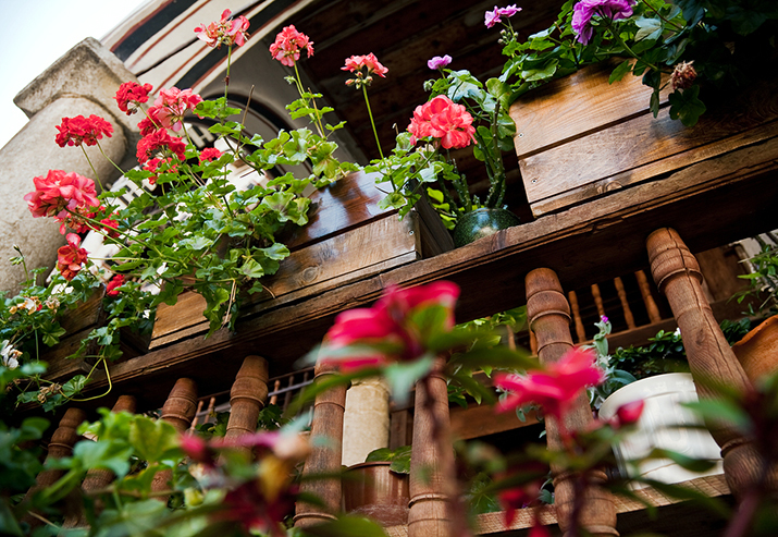 Rośliny na słoneczny balkon