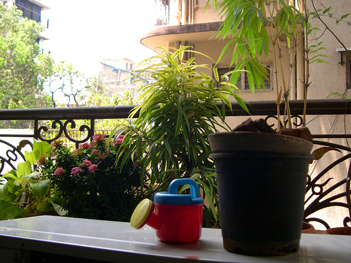 Rośliny na zaciemniony balkon